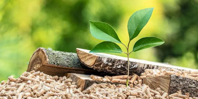 ¿Qué es la biomasa? Ventajas y Tipos